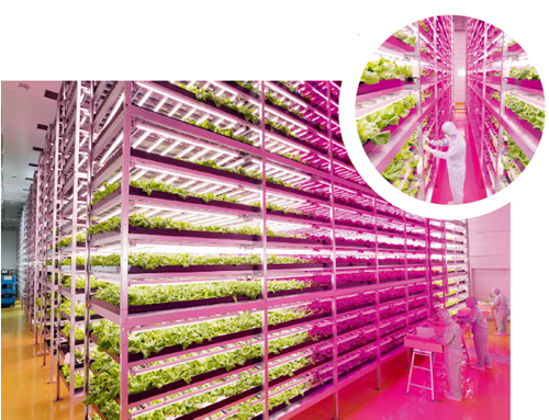 蔬菜们"不见天日"可成长 有营养的led灯植物工厂