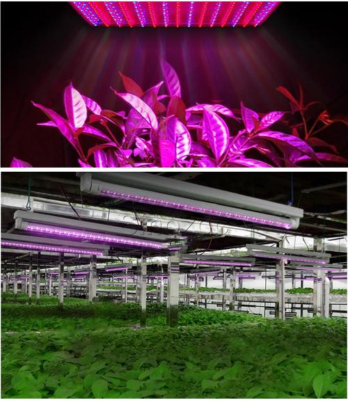 工厂供应温室植物生长灯,全谱 led 植物水培系统用生长灯