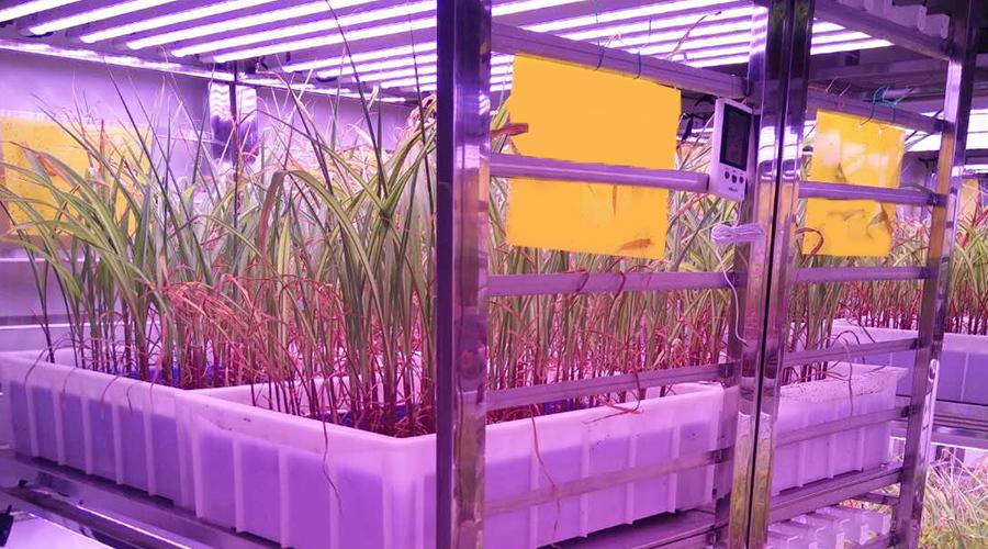 功率植物生长灯应用于小麦温室补光江西上饶种植者建万平药用植物工厂