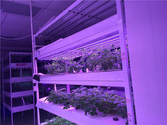 育苗工厂用集装箱植物生长灯源头货源