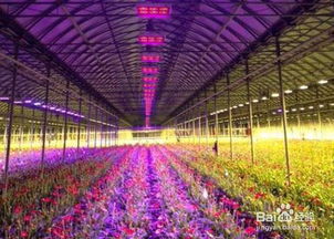 室内植物与人工照明 如何选择植物生长灯